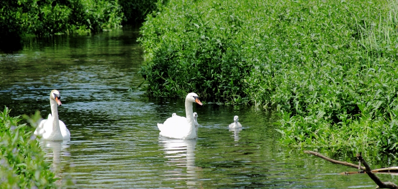 Restore Hope Community Garden